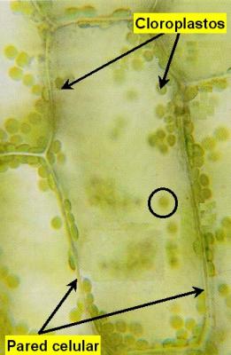 Proceso fotosintético de los cloroplastos
