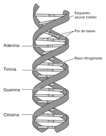 informacion del ADN