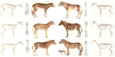 Aqui se muestran , ejemplares de los ancestros de los caballos